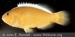 Amphiprion sandaracinos Philippines Philippines