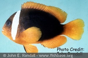 Amphiprion rubrocinctus