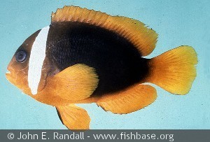 Amphiprion rubrocinctus - Australien