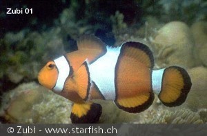 Amphiprion percula