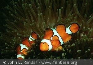 Amphiprion percula Papua N Guin D'Entrecasteaux Islands