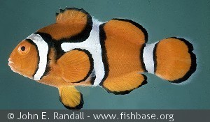 Amphiprion percula Solomon Is. Florida Island