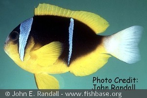 Amphiprion allardi