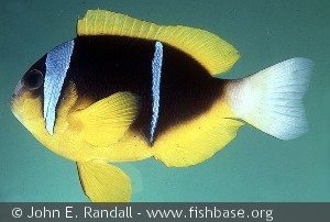 Amphiprion allardi - Kenya