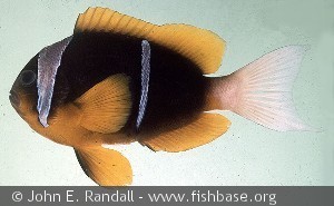 Amphiprion allardi - Syd Afrika