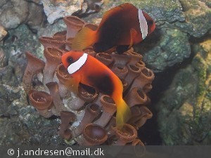 Amphiprion frenatus