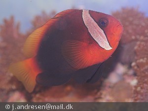 Amphiprion frenatus
