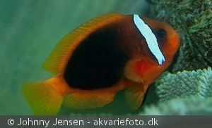 Amphiprion frenatus