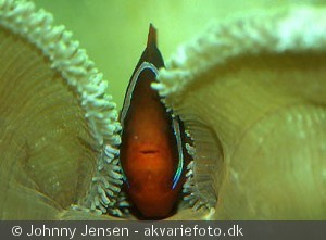 Amphiprion frenatus