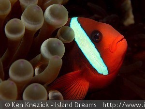 Amphiprion frenatus