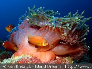 Amphiprion frenatus