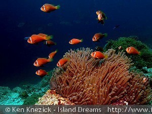 Amphiprion nigripes