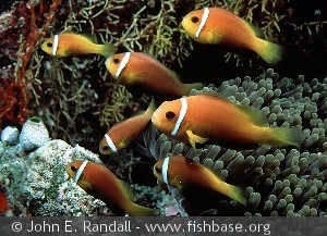 Amphiprion nigripes Maldives