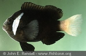 Amphiprion mccullochi