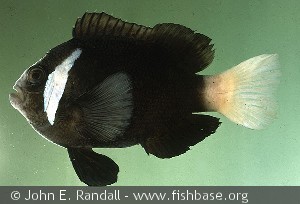 Amphiprion mccullochi - Australien