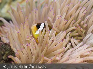 Amphiprion clarkii