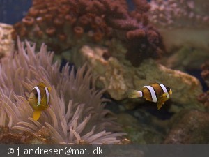 Amphiprion clarkii (Klovnfisk)