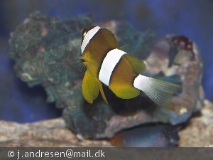 Amphiprion clarkii (Klovnfisk)