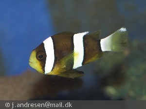 Amphiprion clarkii (Klovnfisk)