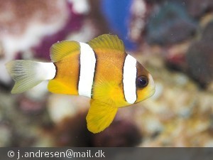 Amphiprion clarkii (Klovnfisk)