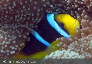 Amphiprion clarkii