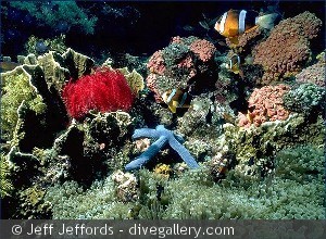 Amphiprion clarkii
