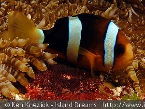 Amphiprion clarkii passer æg