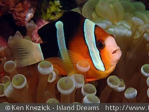 Amphiprion clarkii