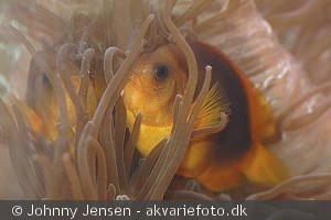 Amphiprion ephippium