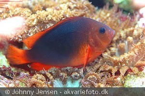 Amphiprion ephippium