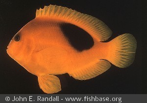 Amphiprion ephippium Indonesia Pulau Putri