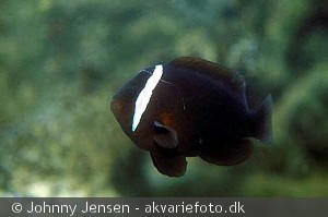 Amphiprion melanopus