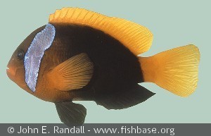 Amphiprion melanopus Australia One Tree Island