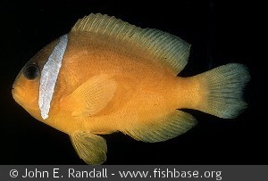 Amphiprion melanopus Fiji