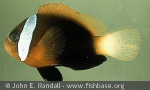 Amphiprion melanopus Marshall Is Enewetak