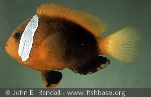 Amphiprion melanopus Micronesia Truk