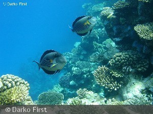 Acanthurus sohal