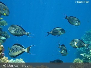 Acanthurus sohal