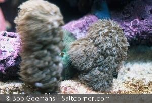 Briareum asbestinum