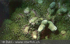 Briareum sp.