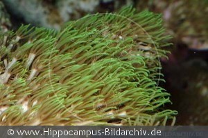 Briareum sp.