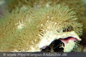 Briareum sp.
