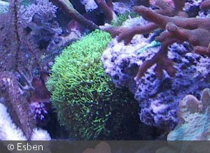 Briareum sp.