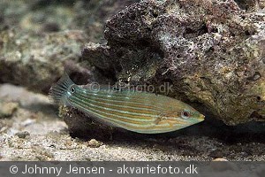 Halichoeres melanurus