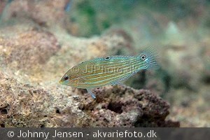 Halichoeres melanurus