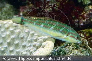 Halichoeres melanurus