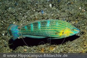 Halichoeres melanurus