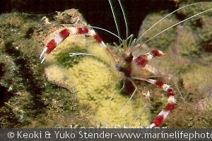 Stenopus hispidus