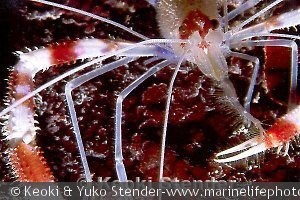 Stenopus hispidus