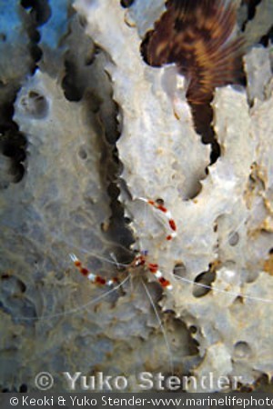 Stenopus hispidus